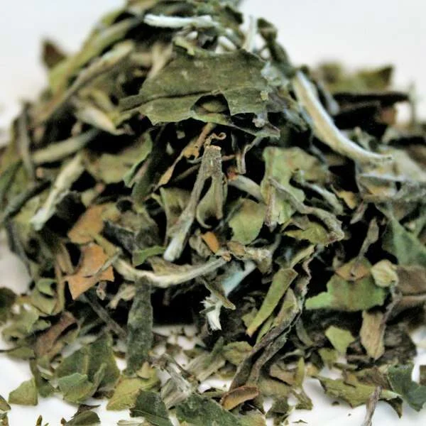 Silver needle tea buds