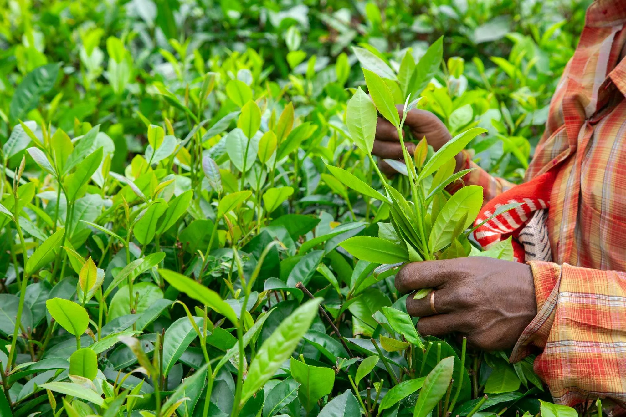 Tea garden