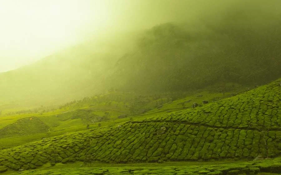 Misty tea garden