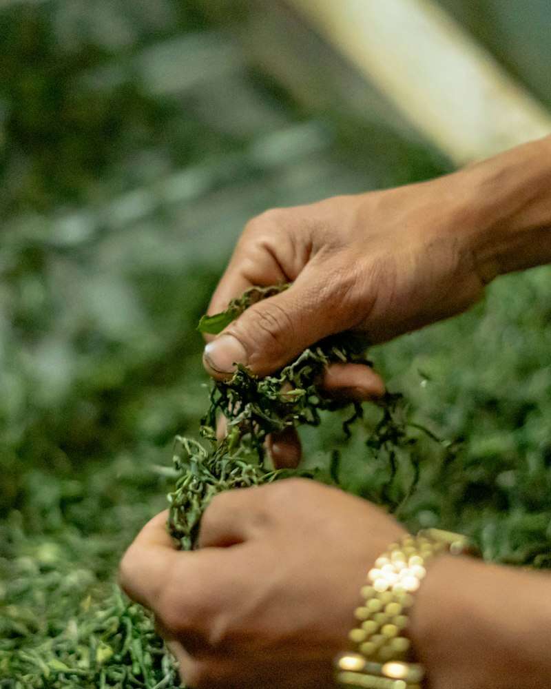 Hands plucking fresh tea leaves